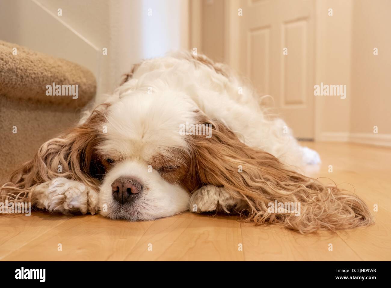 Issaquah, Washington, Stati Uniti. Cavalier King Charles Spaniel, Mandy, reclinato su un pavimento di legno duro che osserva molto assonnato Foto Stock