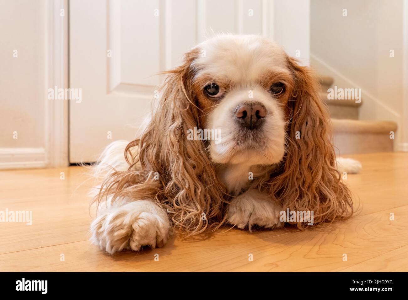 Issaquah, Washington, Stati Uniti. Cavalier King Charles Spaniel, Mandy, reclinato su un pavimento in legno Foto Stock