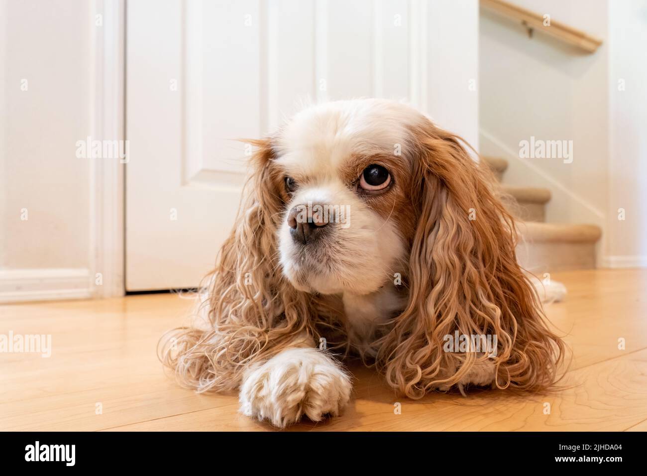 Issaquah, Washington, Stati Uniti. Cavalier King Charles Spaniel, Mandy, reclinato su un pavimento in legno Foto Stock