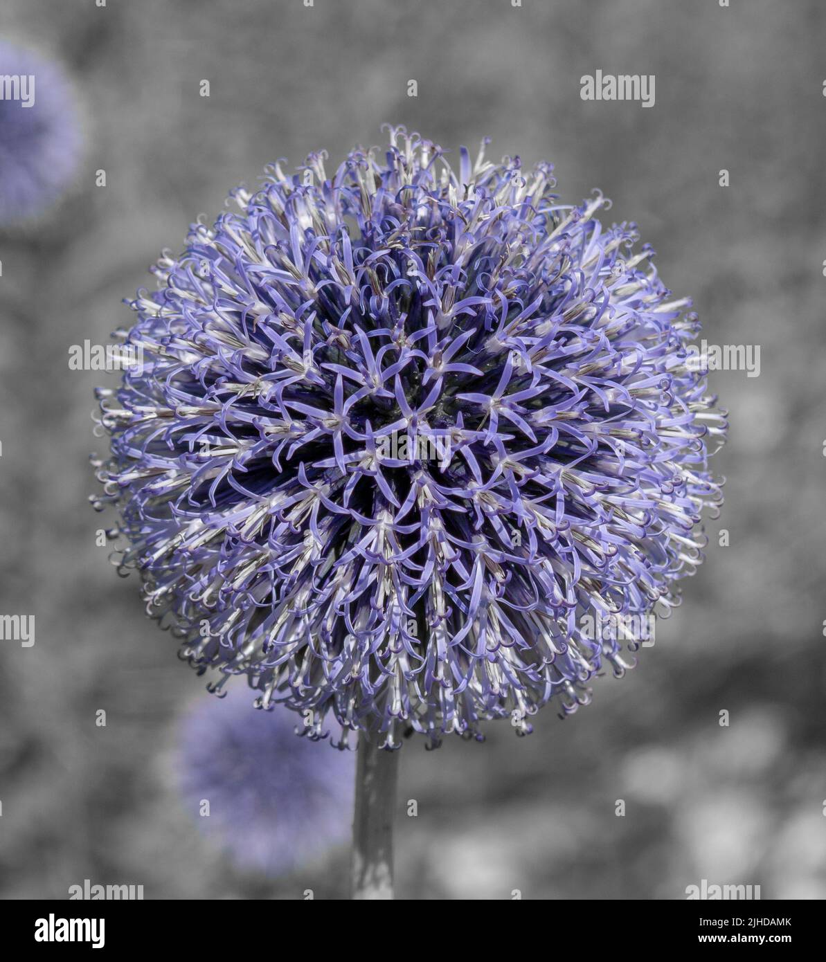 Echinops fioritura in giardino in estate. Teste di fiori sferici blu di carestie Globe. Foto Stock