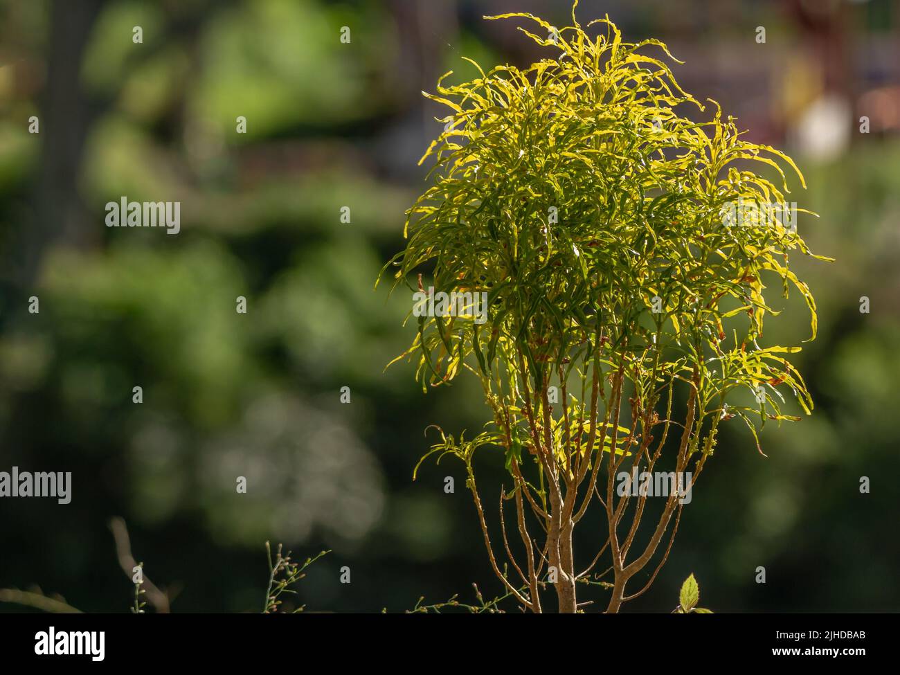La pianta di ming aralia, che ha foglie piatte allungate, ha una combinazione di verde e giallo. Usato per la decorazione del giardino accanto alla casa Foto Stock
