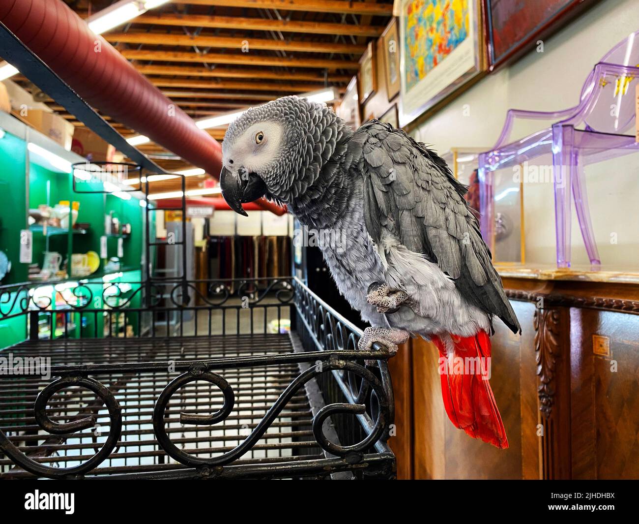 Un pappagallo grigio, Psittacus erithacus Foto Stock