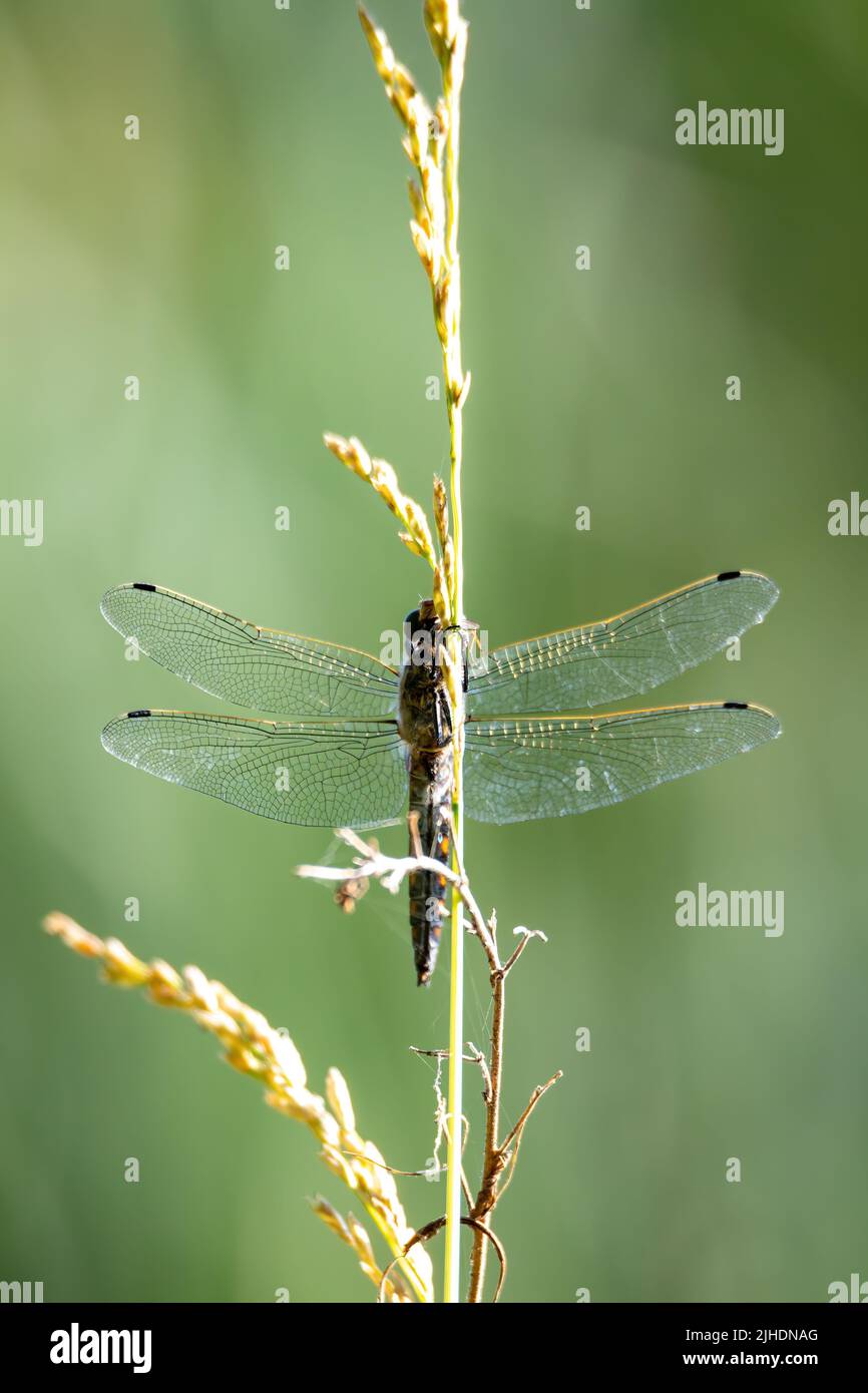 Grande libellula, insetti predatori volanti appartenenti all'Ordine Odonata. Drago volare poggiando sull'erba vicino stagno estivo. Europa, repubblica Ceca fauna selvatica Foto Stock