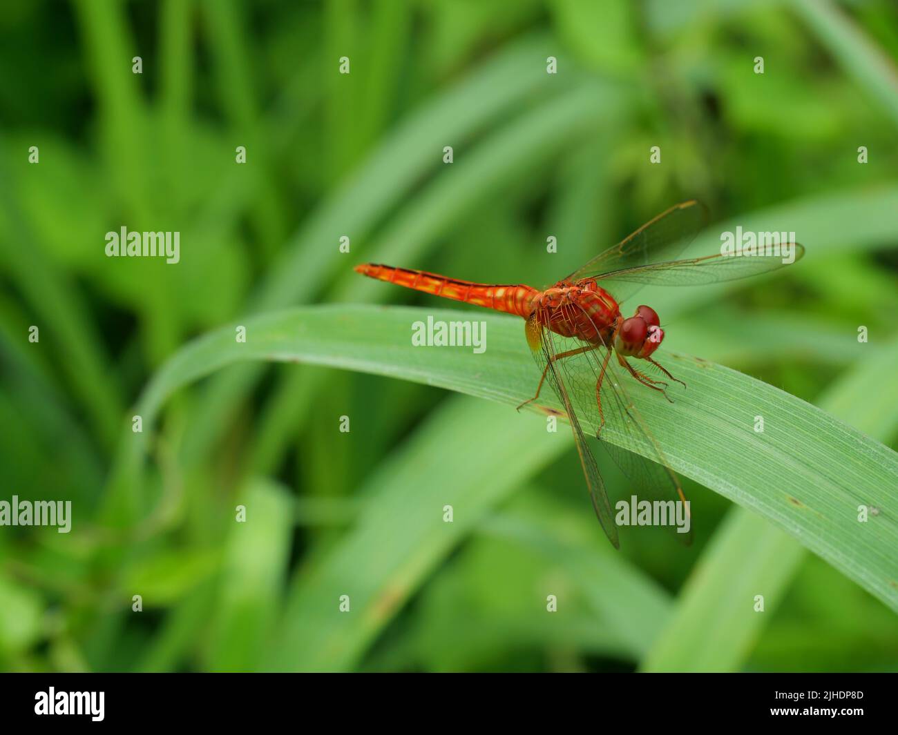 Molti motivi gialli rotondi su rosso libellula su foglia con sfondo verde naturale Foto Stock
