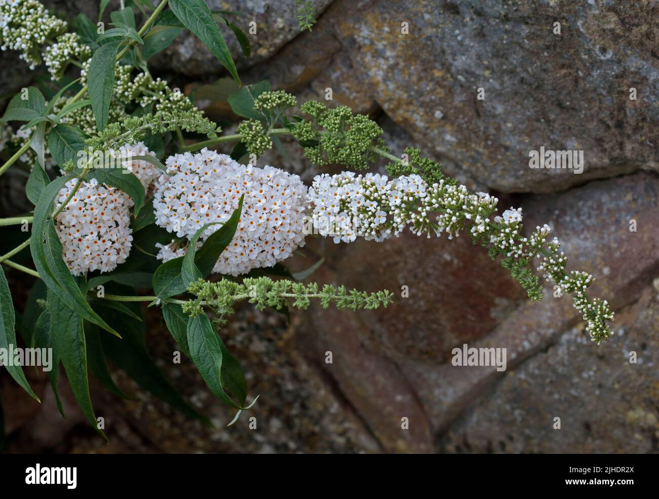 Buddleia bianca, Galles Foto Stock