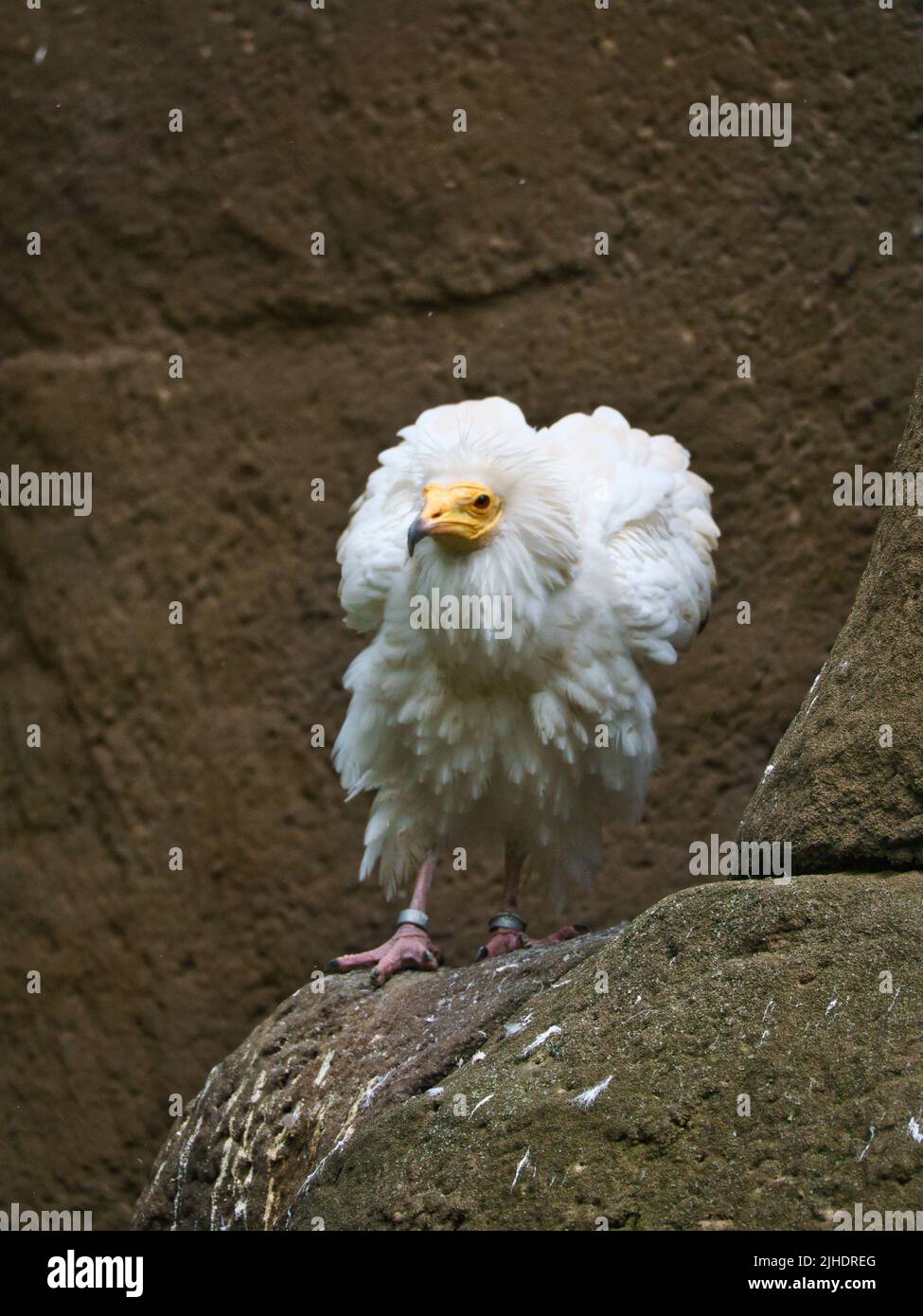 Ritratto avvoltoio sporco. Acconciatura selvaggia. Uccello avvoltoio seduto su una roccia. Uccello di preda dall'Africa. Foto animali dalla natura Foto Stock