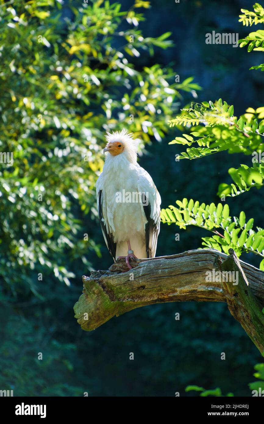 Ritratto avvoltoio sporco. Acconciatura selvaggia. Uccello avvoltoio seduto su un ramo. Uccello di preda dall'Africa. Foto animali dalla natura Foto Stock