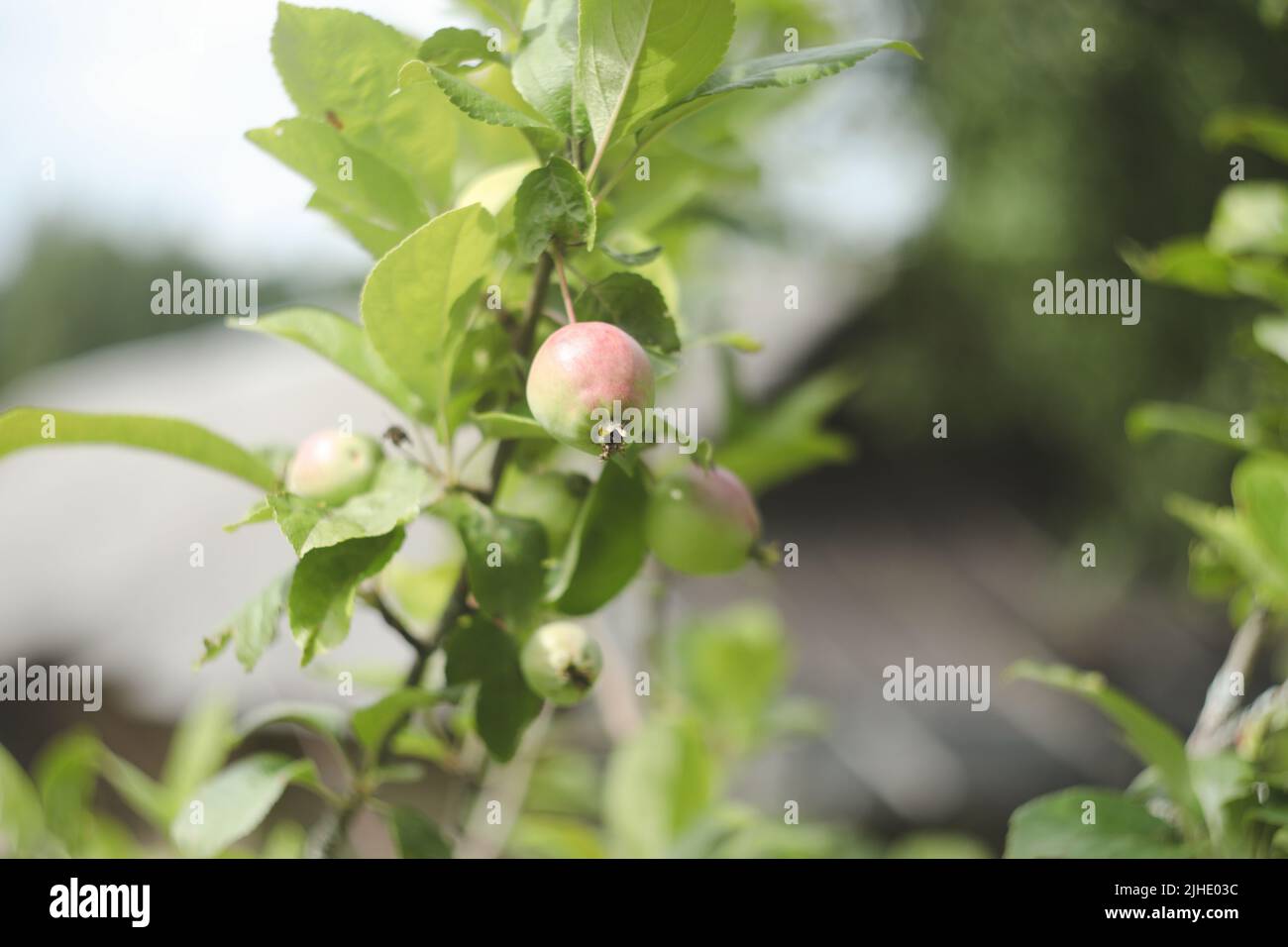 Ramo di melo con mele verdi che maturano sotto la luce del sole. Vendemmia estiva in giardino. Giardinaggio biologico e agricoltura Foto Stock