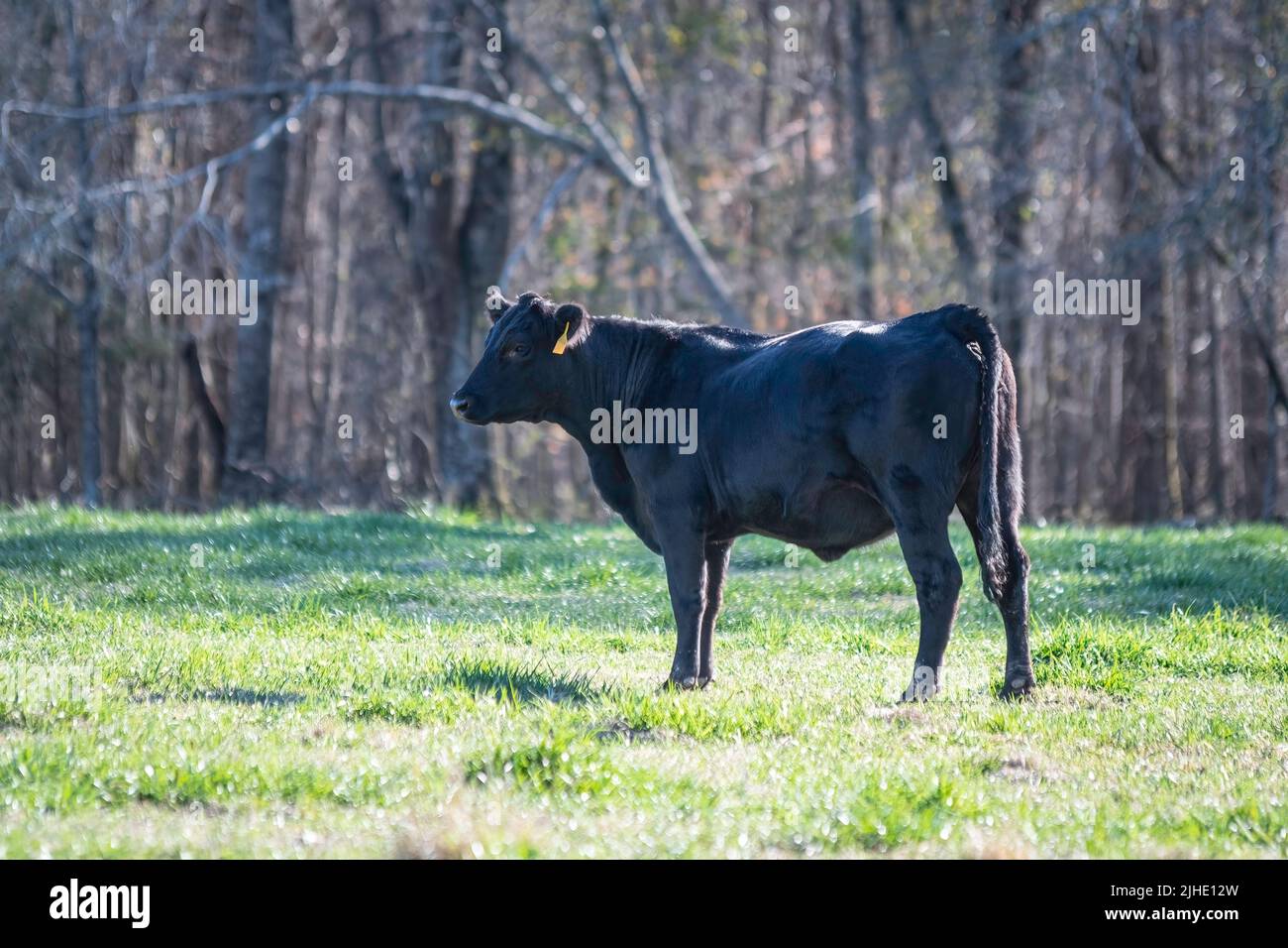 Lone Angus Heifer guarda a sinistra in un pascolo primaverile con sfondo sfocato. Foto Stock
