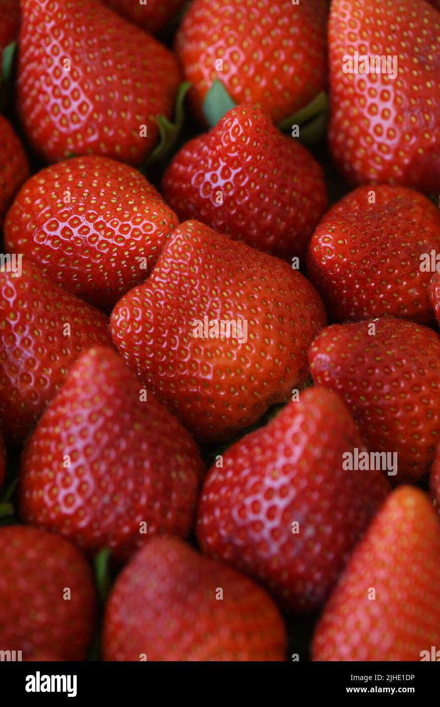 Fragole dall'aspetto gustoso, appena raccolte e poste in un pallet di legno, frutta popolare per i suoi valori nutrizionali e benefici per la salute Foto Stock