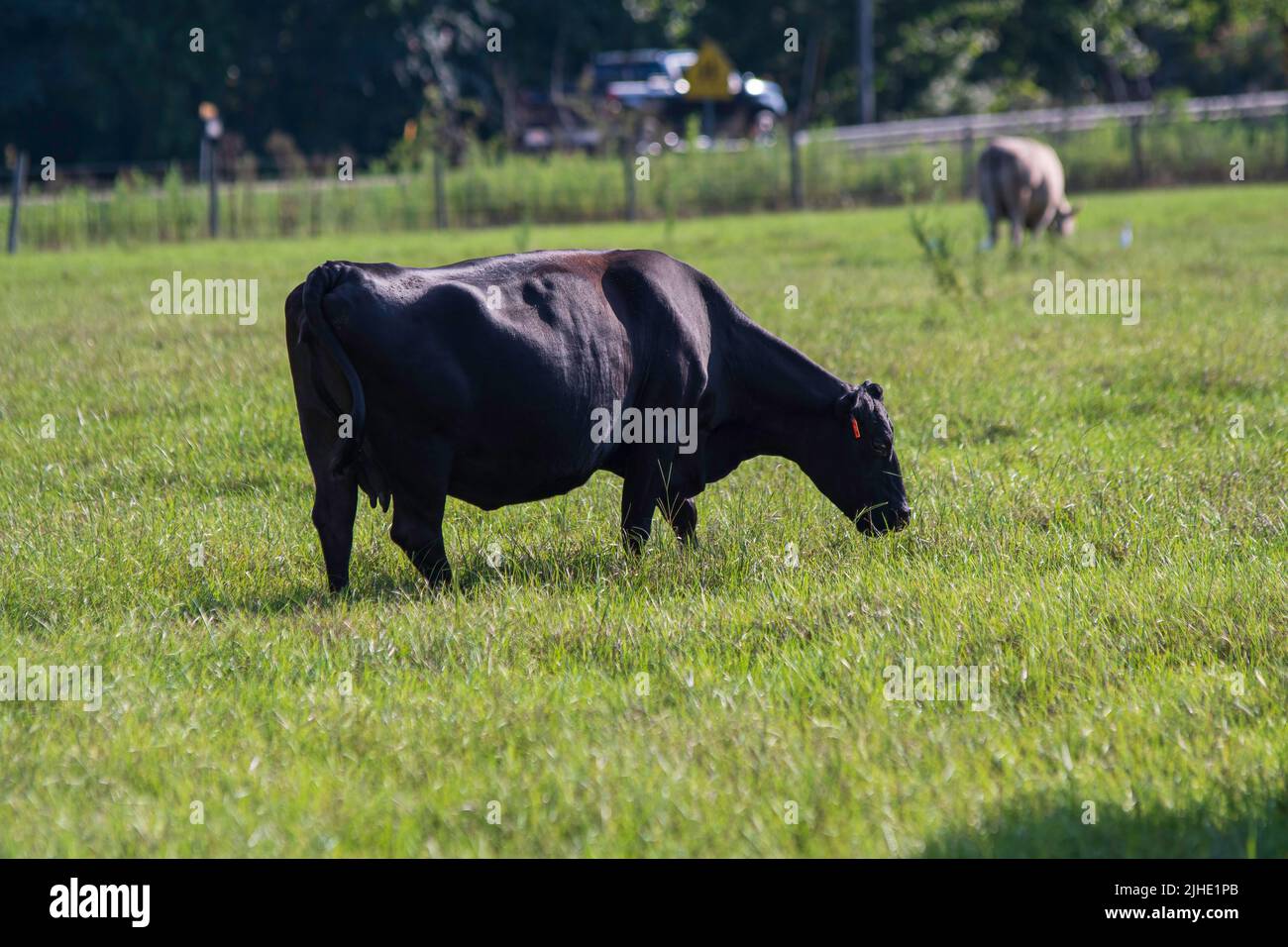 Bestiame bovino commerciale pascolo in alto, lussureggiante bermudagrass nel sole del pomeriggio. Un Angus crossbred si sgrana in primo piano a fuoco con un'altra mucca ou Foto Stock