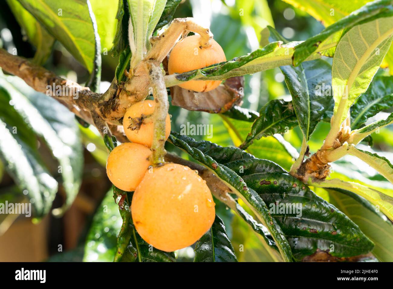 Loquat, (Eriobotrya japonica), frutta su albero nel caldo giorno d'estate Inghilterra UK Foto Stock