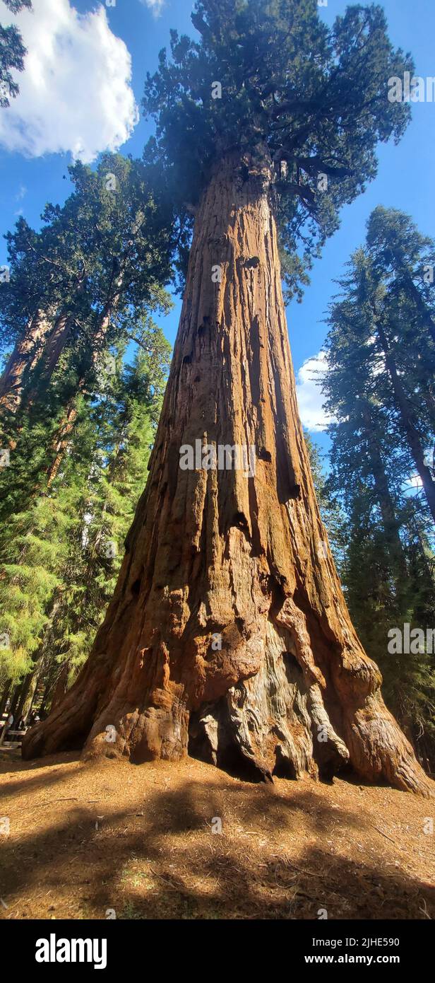Un colpo verticale dell'albero generale Sherman nel Parco Nazionale della Foresta gigante di Sequoia nella contea di Tulare, California Foto Stock