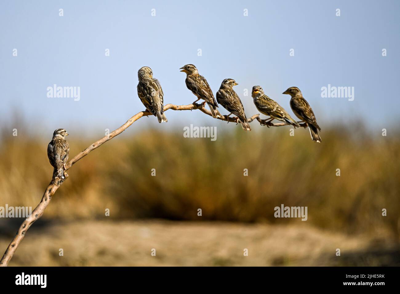 Petronia petronia - il passero è un uccello della famiglia degli Psittacidi Foto Stock