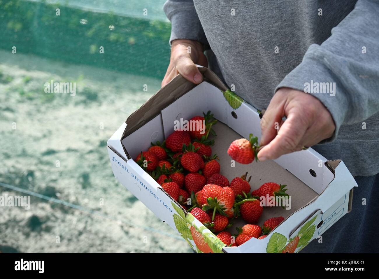 Le mani di un vecchio uomo che tiene una scatola piena di fragole mature Foto Stock