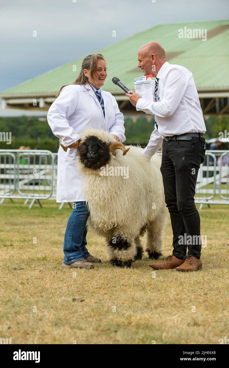Great Yorkshire Show, Harrogate, Regno Unito. Luglio 15, 2022. Primo piano ritratto di un Valais Blacknose pecora e gestore al Great Yorkshire Show, Harrogate, Foto Stock