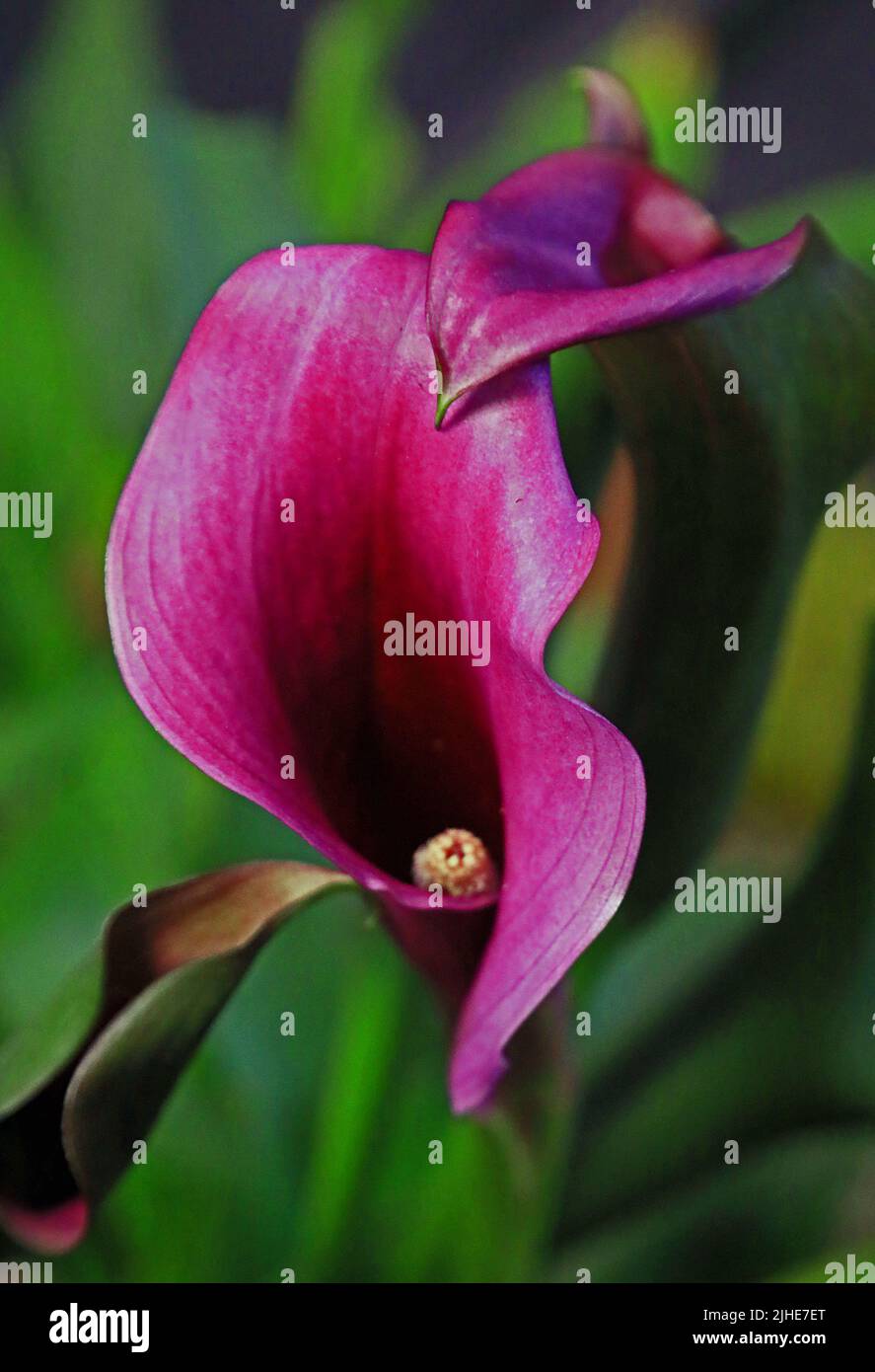 Giglio di Calla Foto Stock