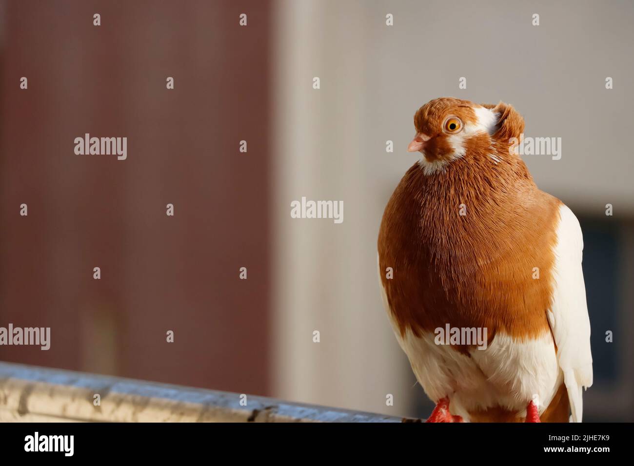 Primo piano immagine di colore marrone e bianco Pigeon Foto Stock