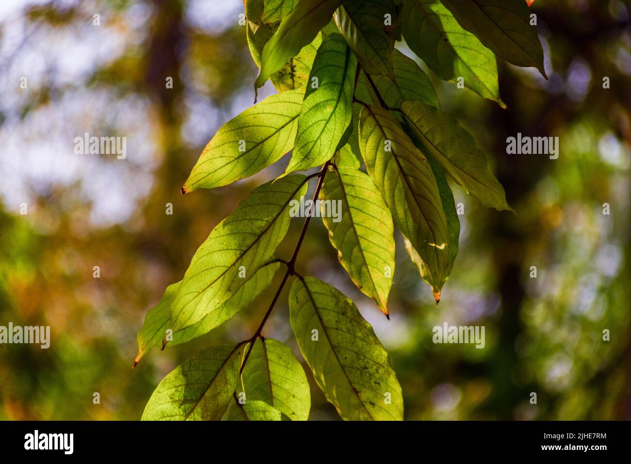 Primi piani di alcune foglie verdi e gialle appese a un ramo d'albero, retroilluminate dal sole del pomeriggio Foto Stock