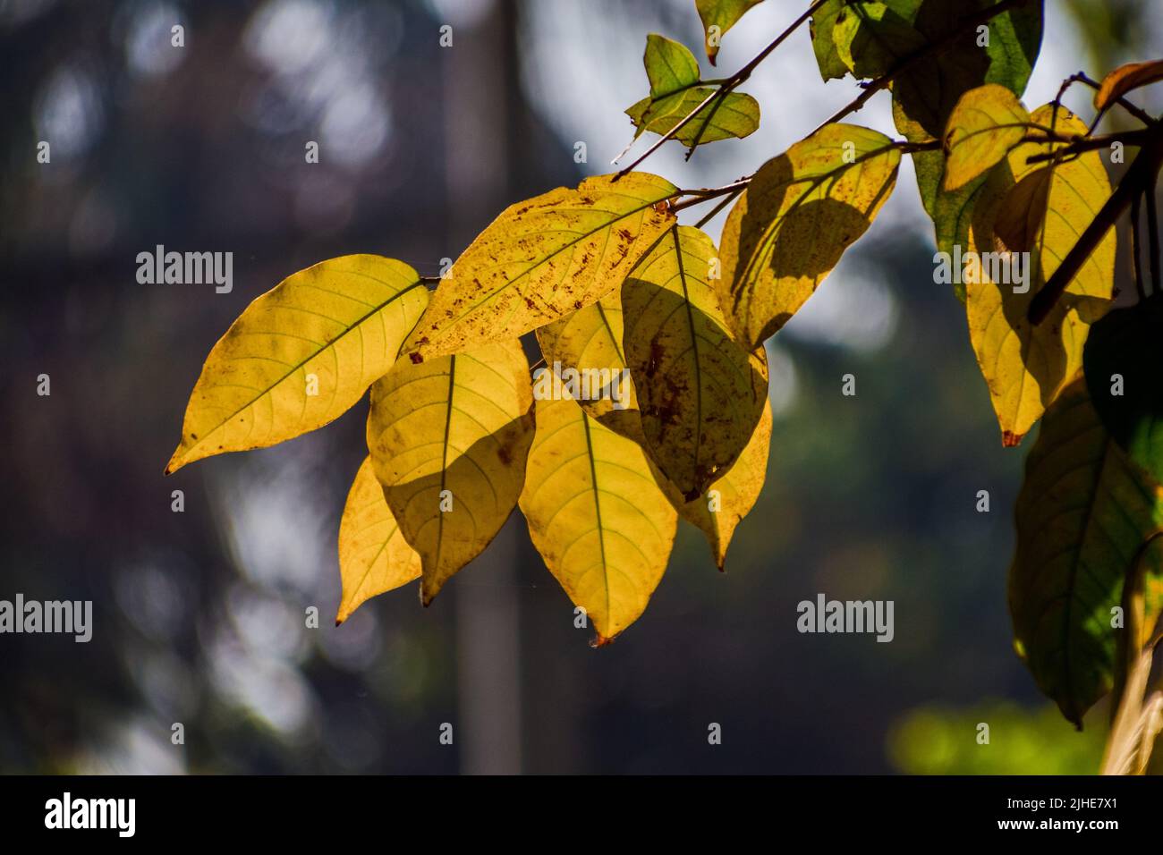 Primi piani di alcune foglie verdi e gialle appese a un ramo d'albero, retroilluminate dal sole del pomeriggio Foto Stock
