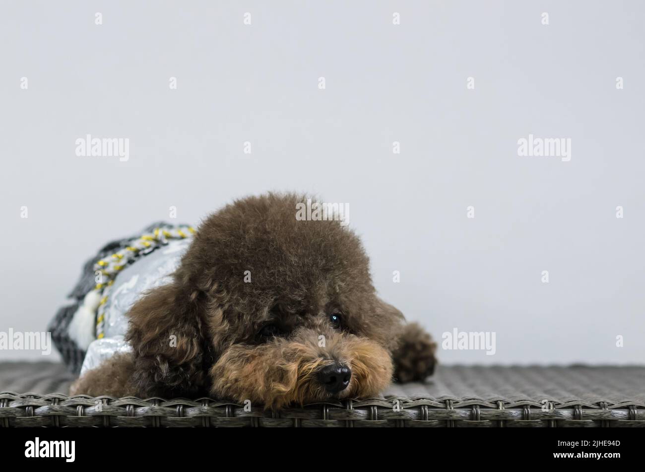 Adorabile cane da cuccioli nero che dorme da solo sul tavolo con sfondo bianco. Foto Stock