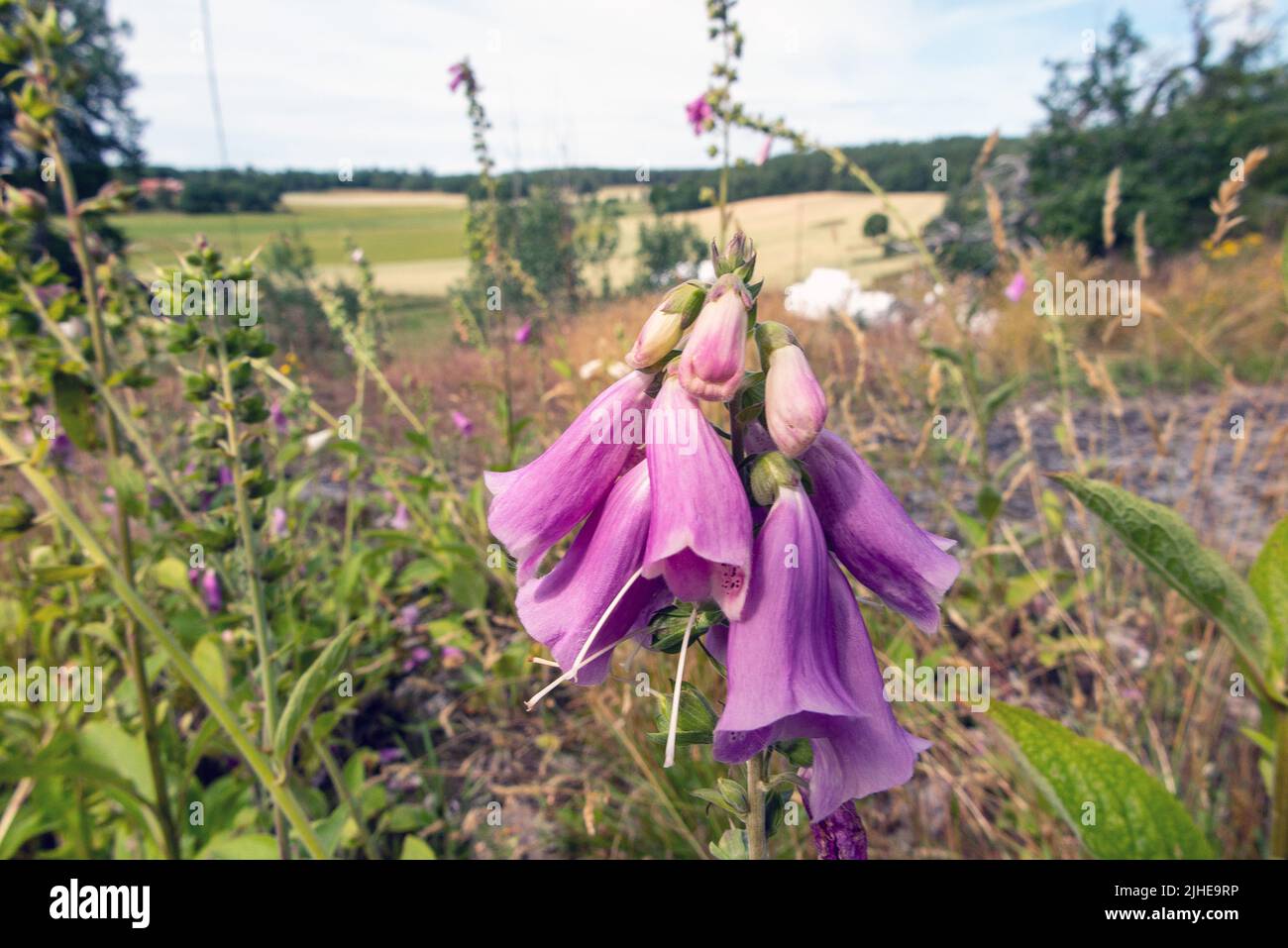 Purpurea digitale. Comune picco di foxglove contro il cielo. Foto Stock