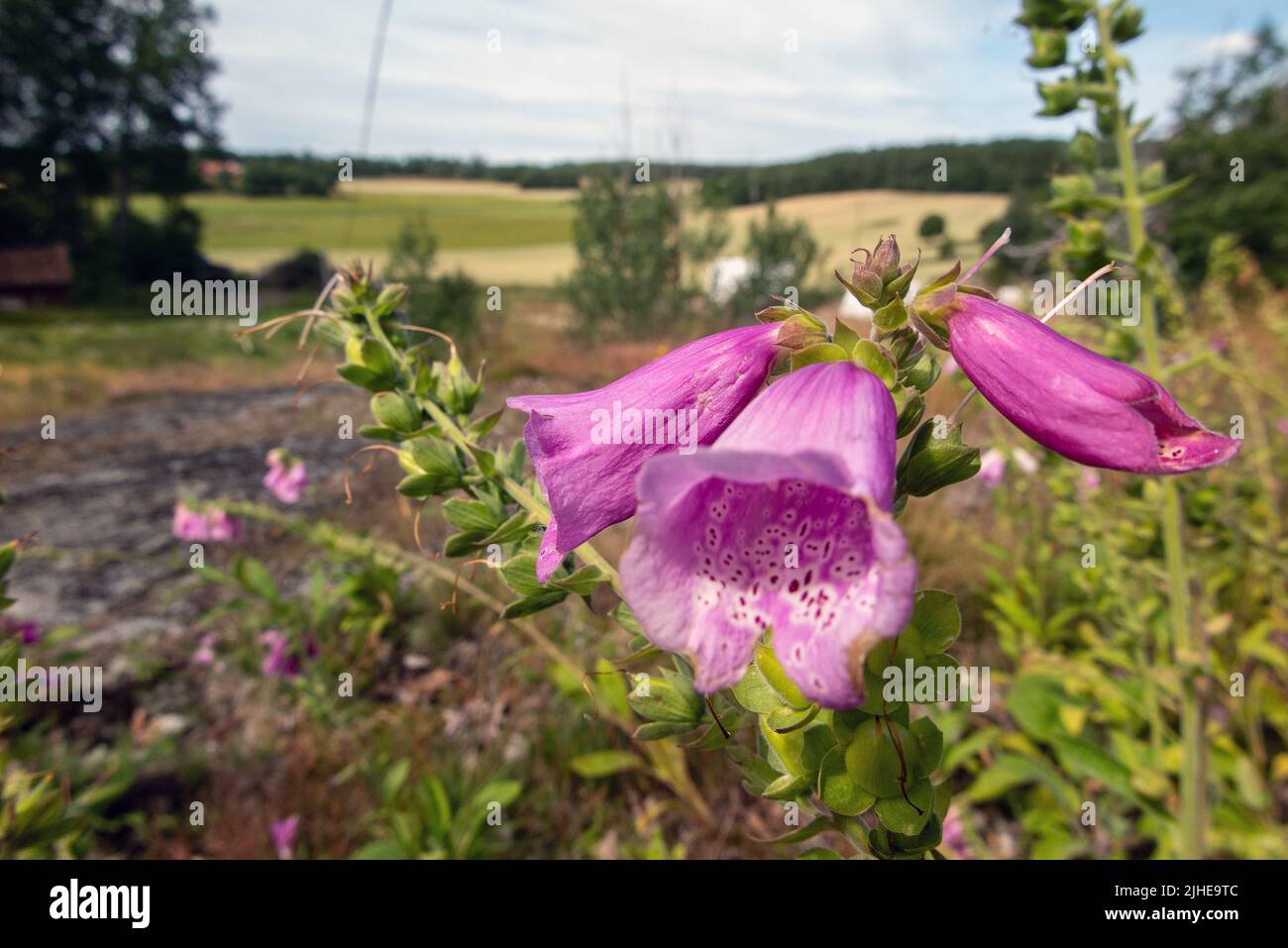 Purpurea digitale. Comune picco di foxglove contro il cielo. Foto Stock