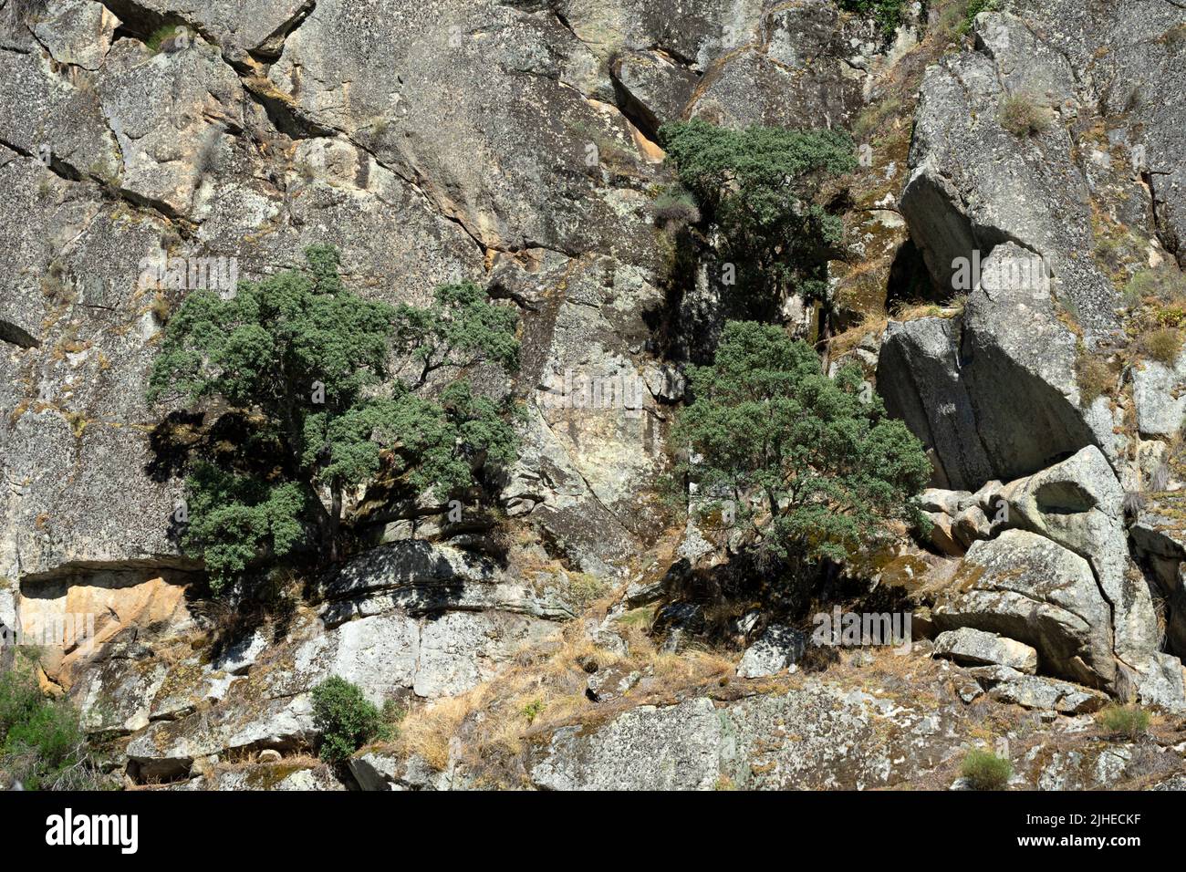 Lecci nelle scogliere di Arribes del Duero (gole del Douro) fin dalla nave turistica. Foto Stock