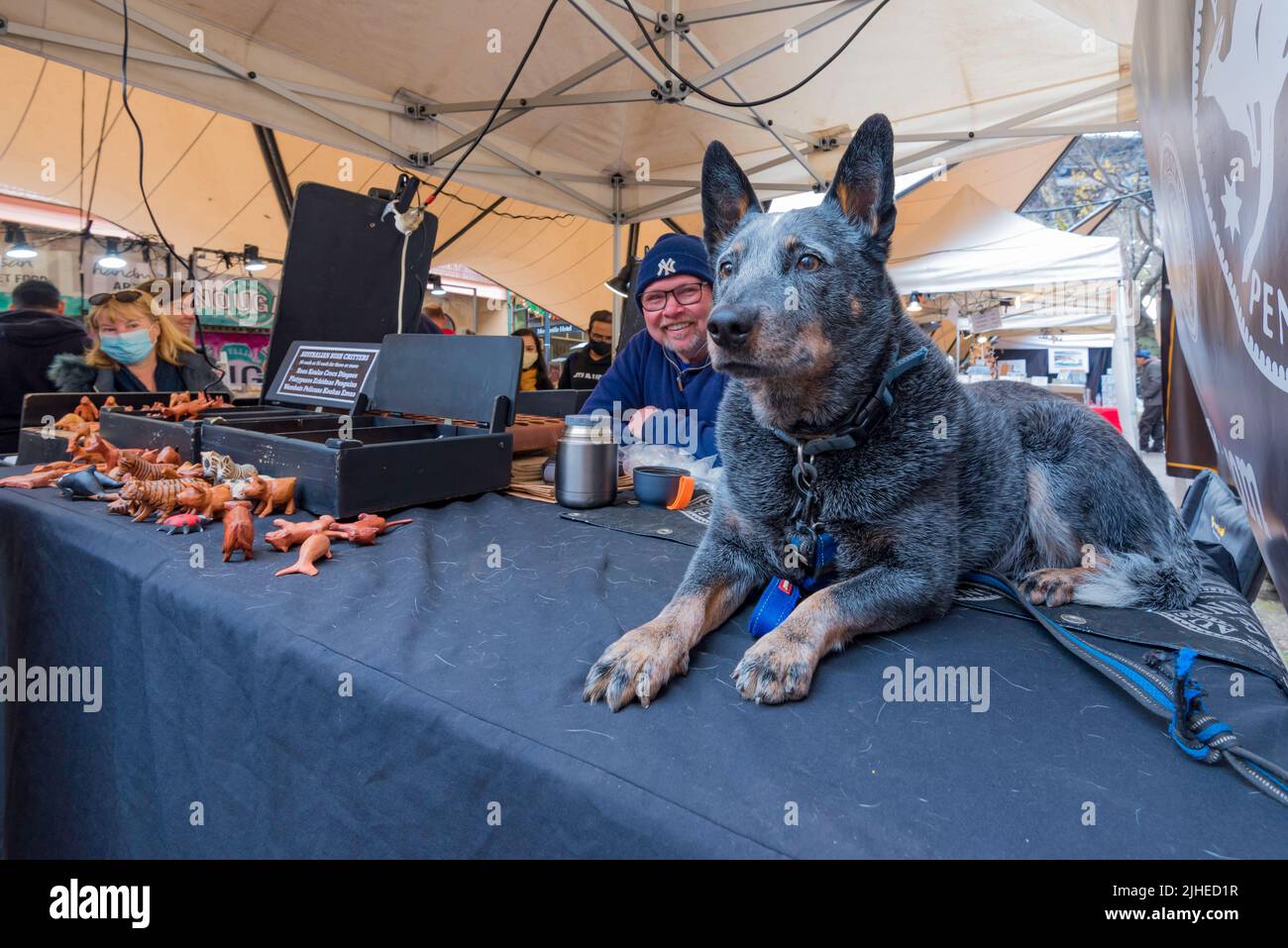 Natale nel mese di luglio è stato in pieno swing ai mercati Rocks a Sydney, tuttavia, qualcosa di diverso (un altro cane) catturato Billy l'occhio del cane del bestiame blu. Foto Stock