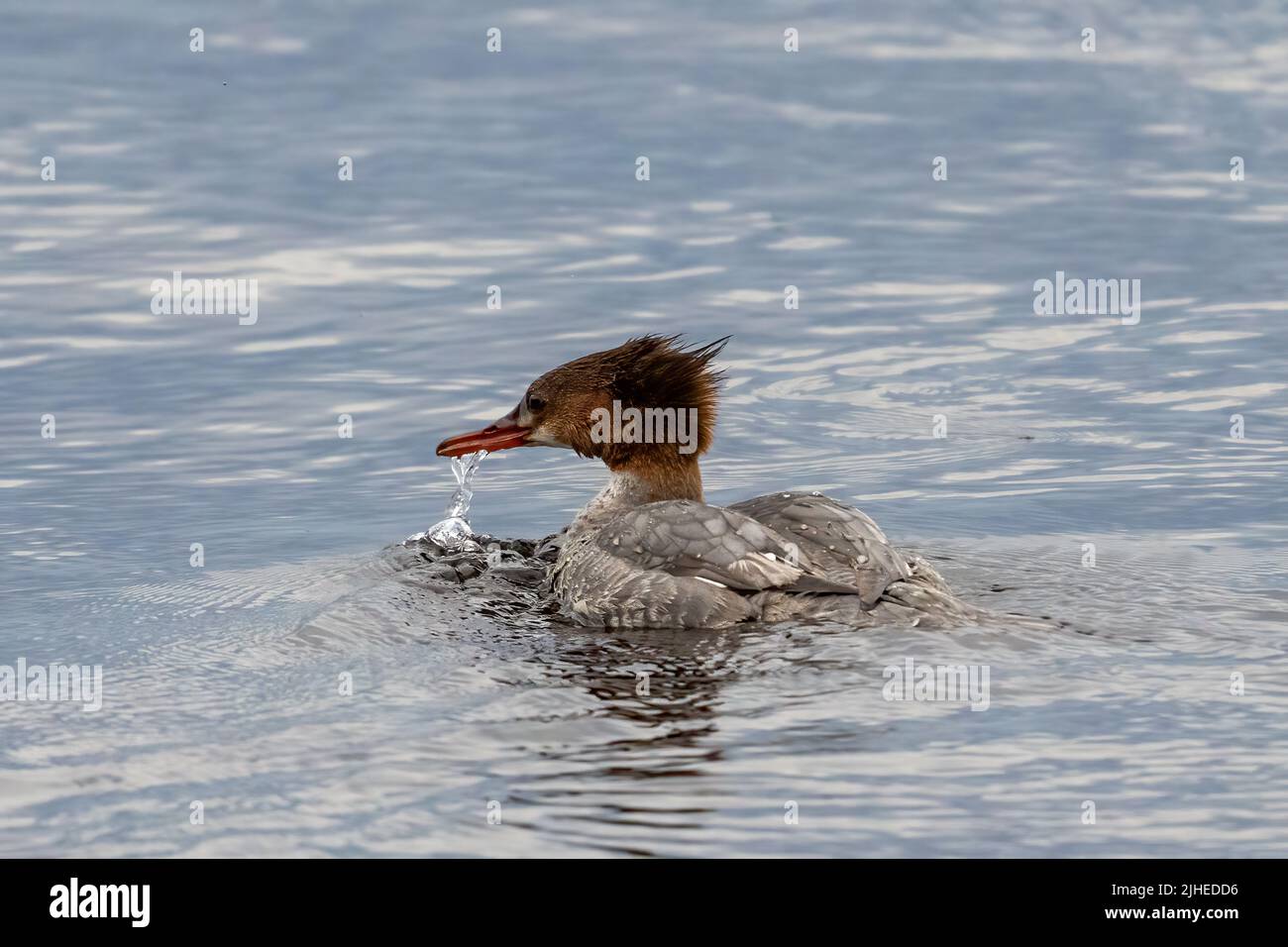 Un comune mercantile femminile alla ricerca di un pasto a fine giornata lungo le rive del lago Michigan vicino Baileys Harbour a Door County Wisconsin. Foto Stock