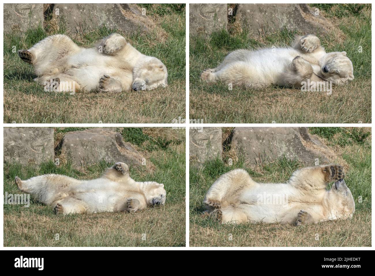 Foto combinata di un orso polare allo Yorkshire Wildlife Park di Doncaster, rotola nell'erba dopo un tuffo in un lago per mantenere fresco, come il parco è temporaneamente chiuso a causa del tempo caldo come temperature record colpito il Regno Unito. Data foto: Lunedì 18 luglio 2022. Foto Stock