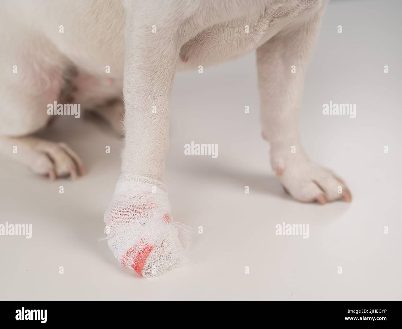 Primo piano di una zampa di cane con fasciature su sfondo bianco. Foto Stock