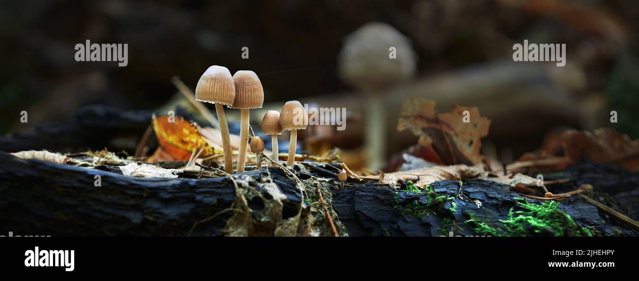 I funghi nella foresta di autunno Foto Stock