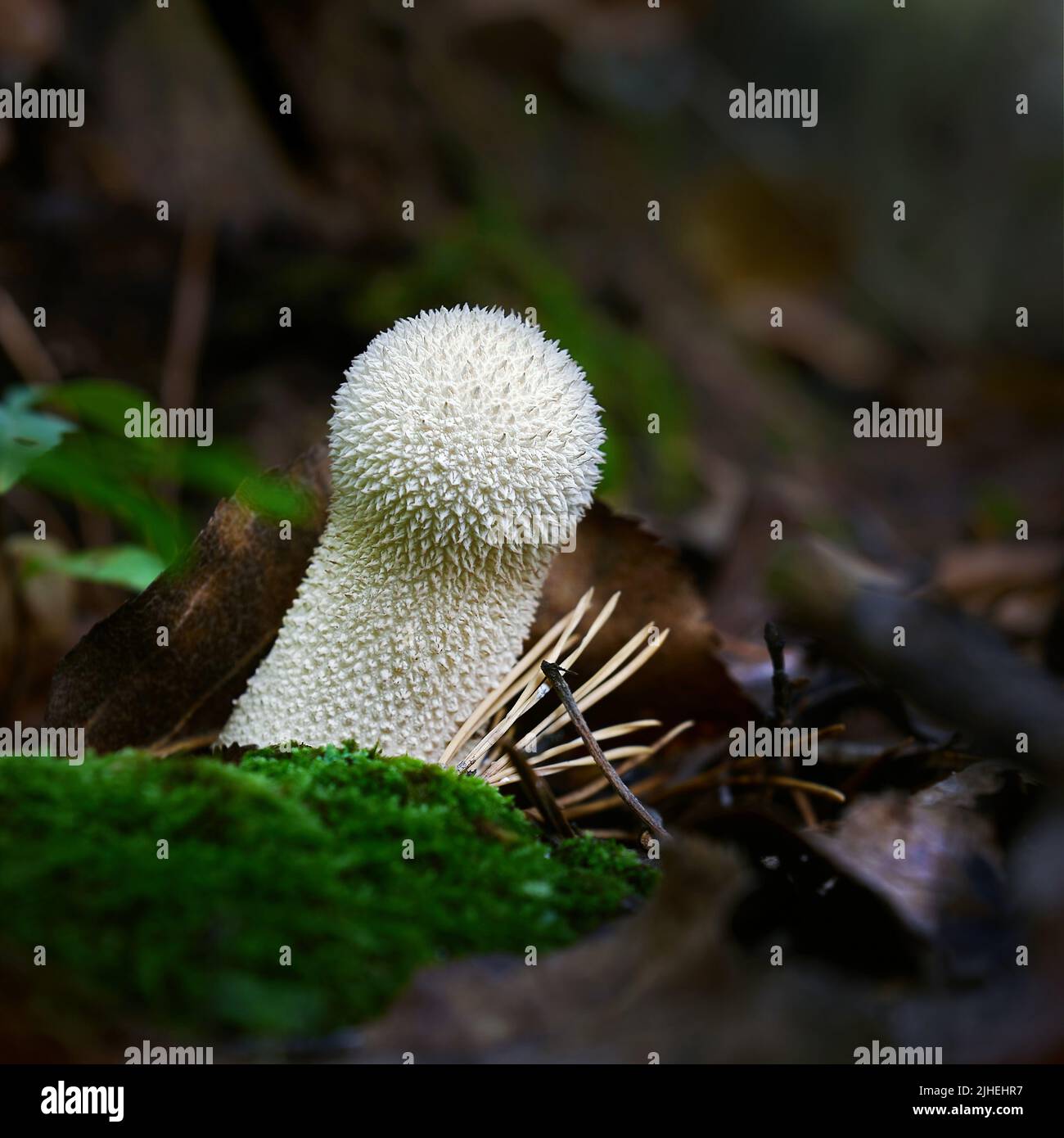 I funghi nella foresta di autunno Foto Stock