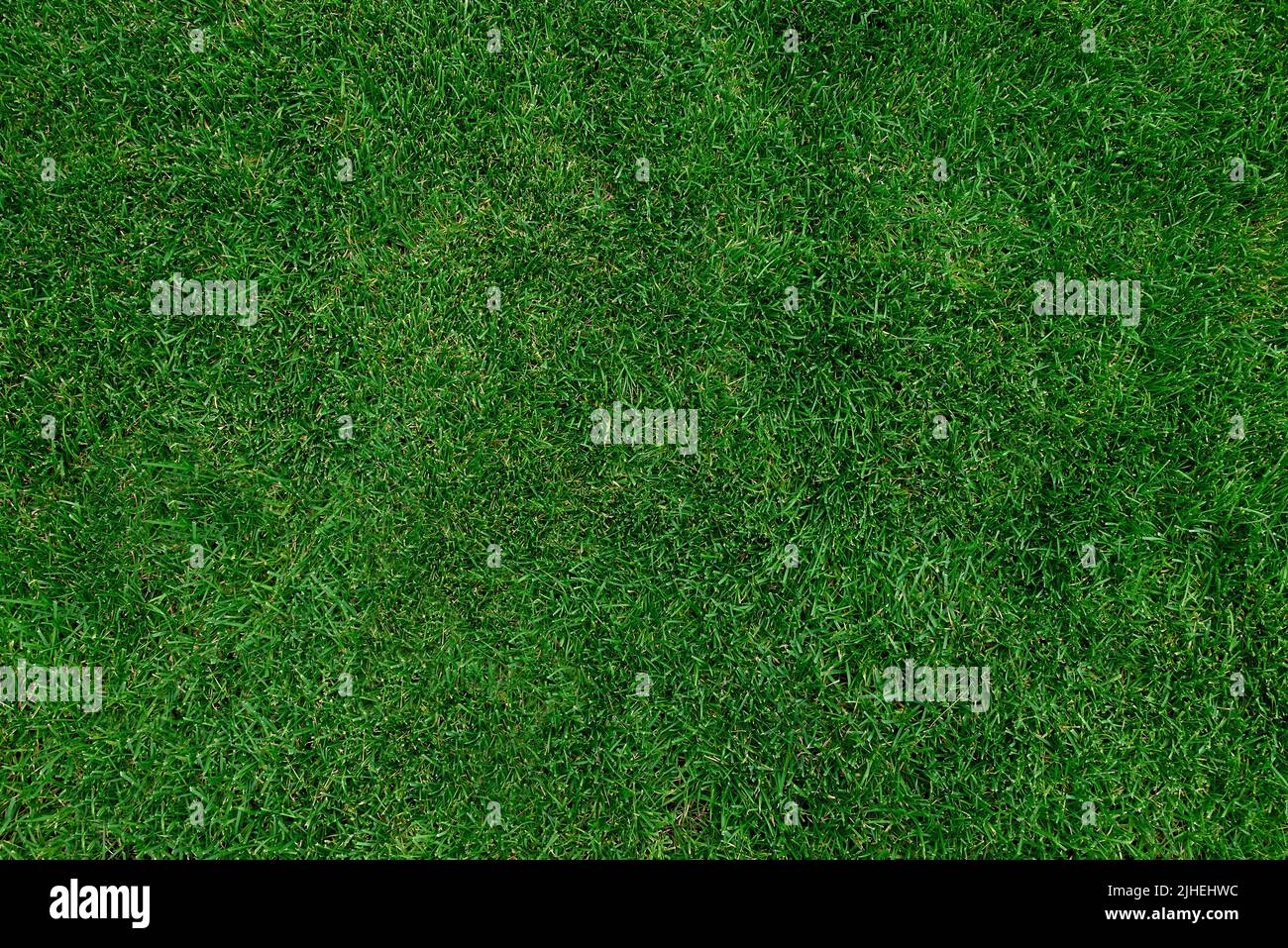 banner verde erba per sfondo Foto Stock