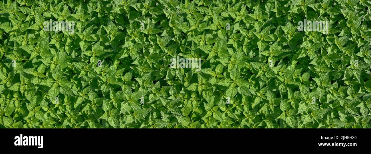 banner verde erba per sfondo Foto Stock