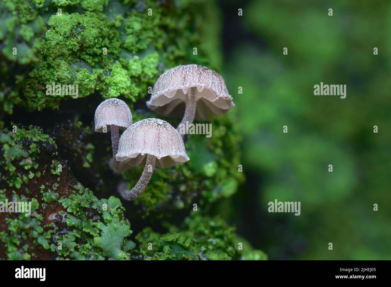 funghi e muschio su albero bagnato super macrofano Foto Stock