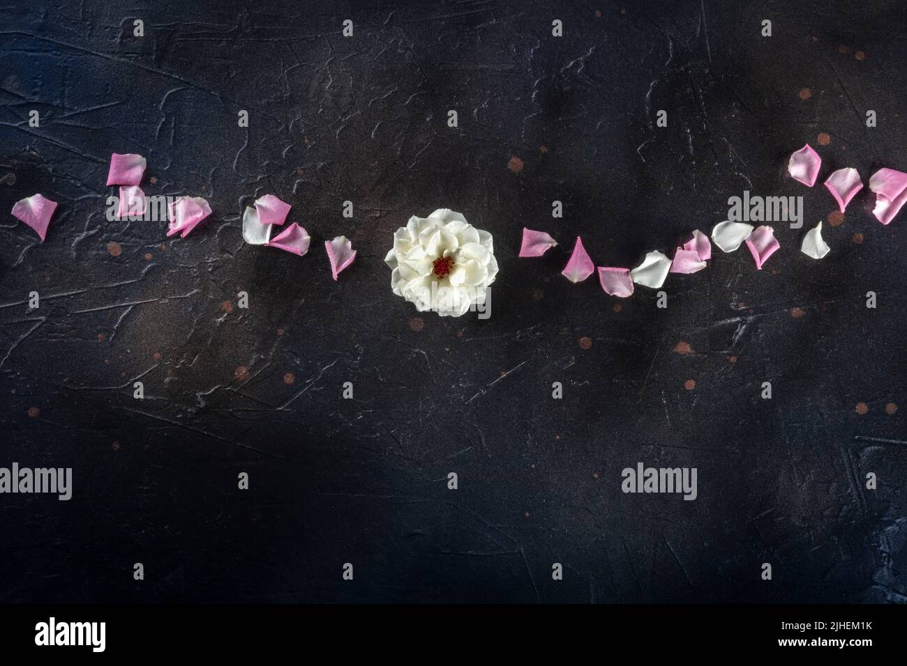 Sfondo floreale con una rosa bianca e petali, overhead piatto scatto su nero con spazio copia, un biglietto d'auguri o modello di design invito Foto Stock