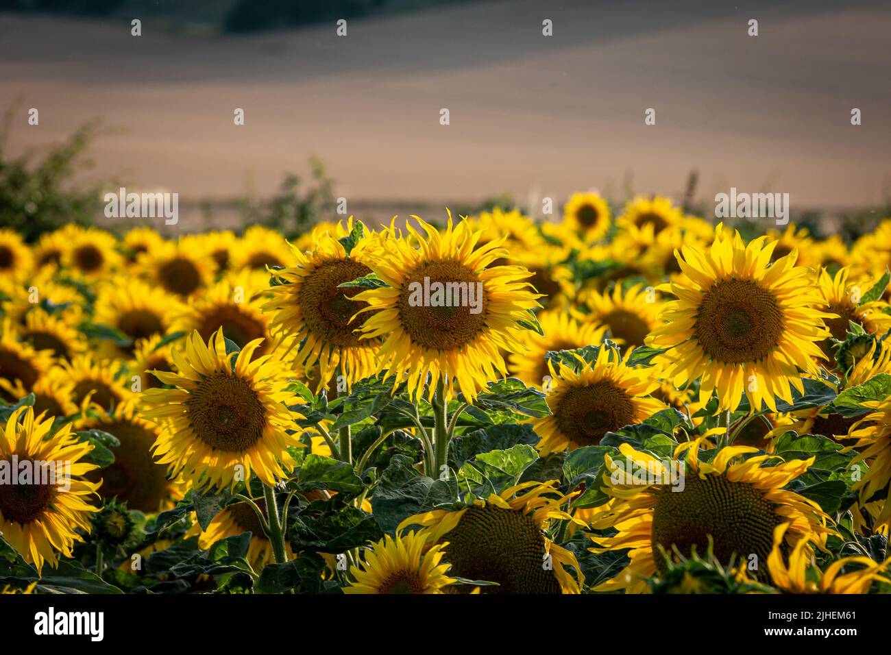 Un campo di girasoli in Sussex, con una profondità di campo poco profonda Foto Stock