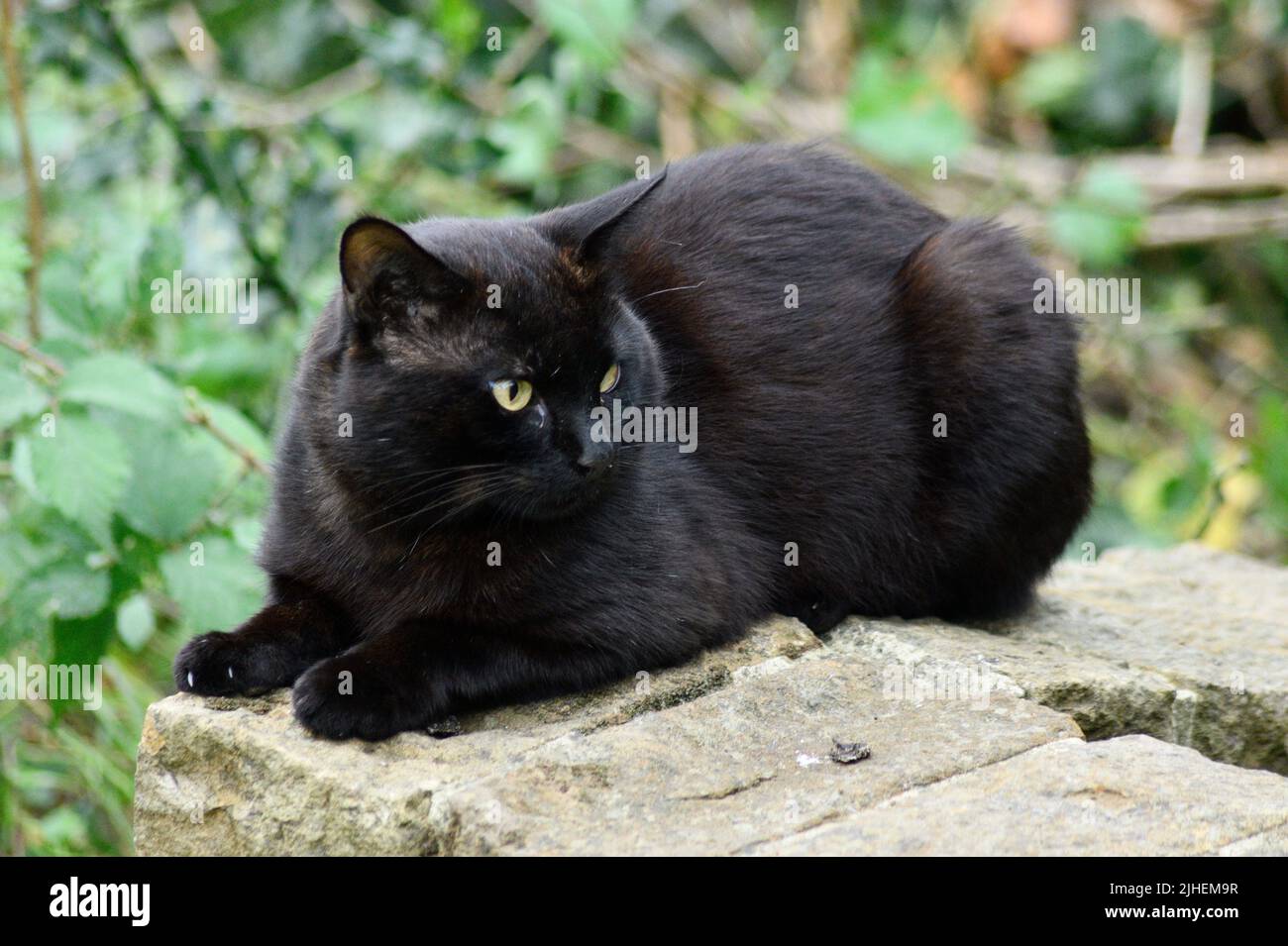 Black Cat (Felis catus) posato su un muro di pietra rilassante Hook Norton Oxfordshire Inghilterra regno unito Foto Stock