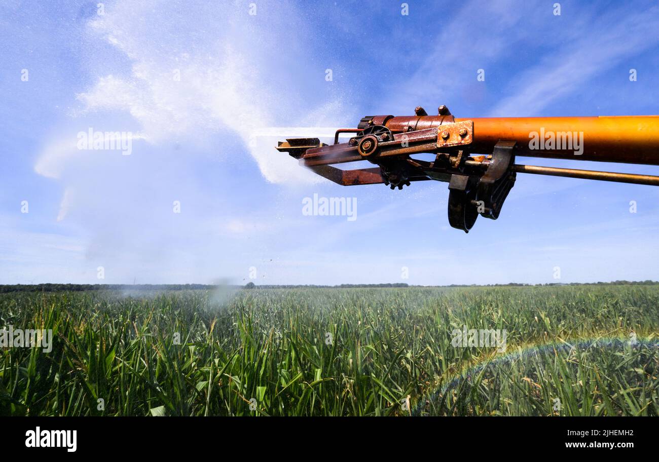 Peine, Germania. 18th luglio 2022. Un campo di mais nel distretto di Peine è irrigato. In considerazione della siccità e delle ondate di calore, gli agricoltori tedeschi sono preoccupati per il raccolto di quest'anno. (A dpa 'Farmers' president paure Crop loses due dry heat weather') Credit: Julian Stratenschulte/dpa/Alamy Live News Foto Stock