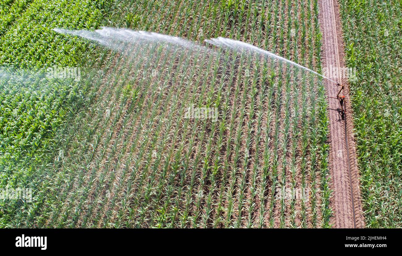 Peine, Germania. 18th luglio 2022. Un campo di mais nel distretto di Peine è irrigato. In considerazione della siccità e delle ondate di calore, gli agricoltori tedeschi sono preoccupati per il raccolto di quest'anno. (A dpa 'Farmers' president paure Crop loses due dry heat weather') Credit: Julian Stratenschulte/dpa/Alamy Live News Foto Stock