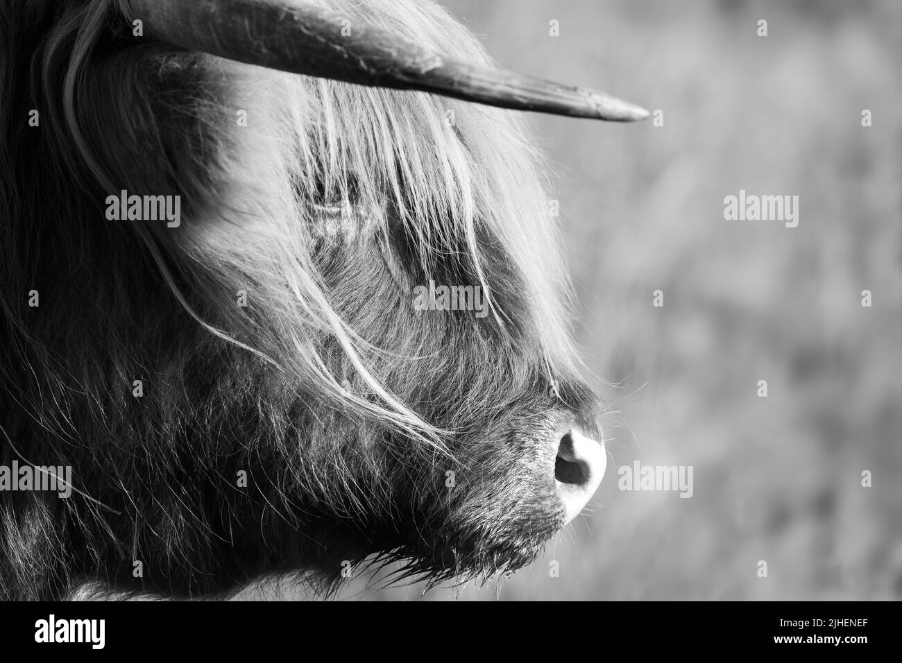 Testa di mucca delle Highland e corna in primo piano guardando i canali laterali in bianco e nero Foto Stock
