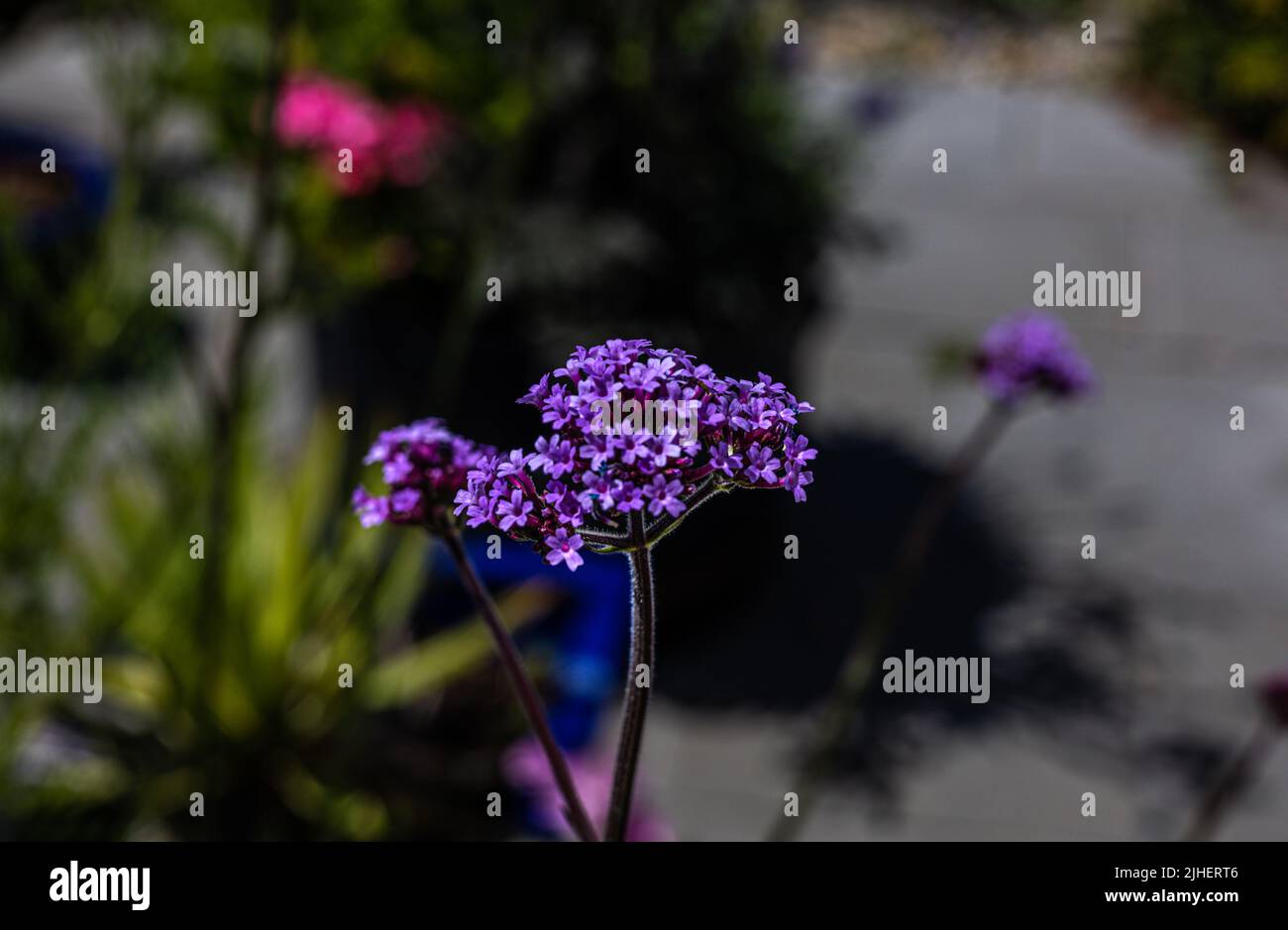 Verbena bonariensis - Buenos Aires (Viola Vervain) testa di fiore viola di una pianta ornamentale perenne giardino, Bristol, Regno Unito Foto Stock