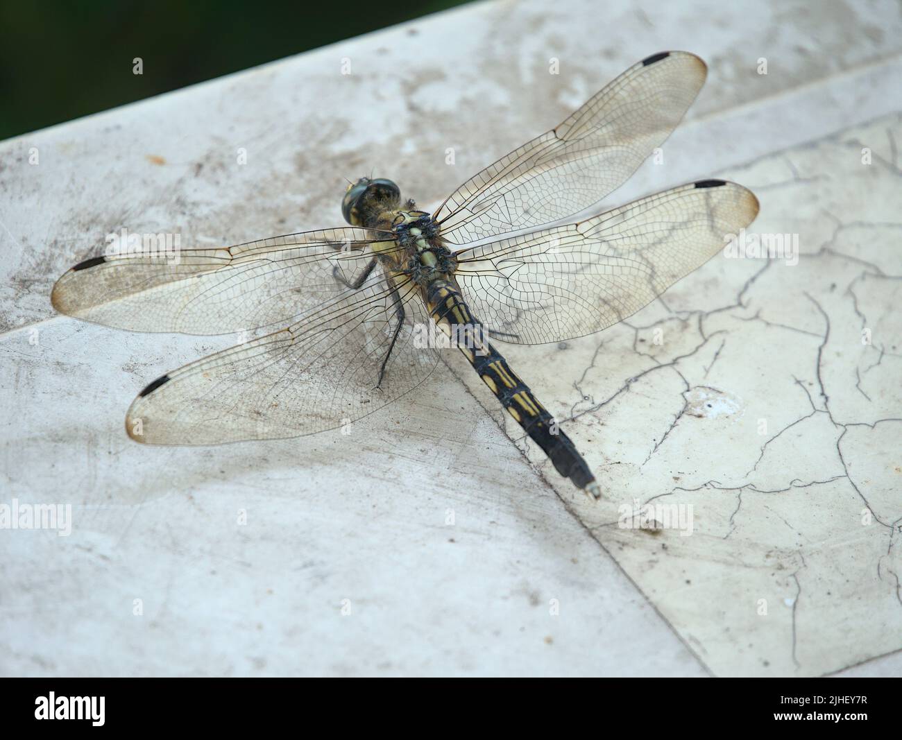 Dragonfly Closeup Foto Stock