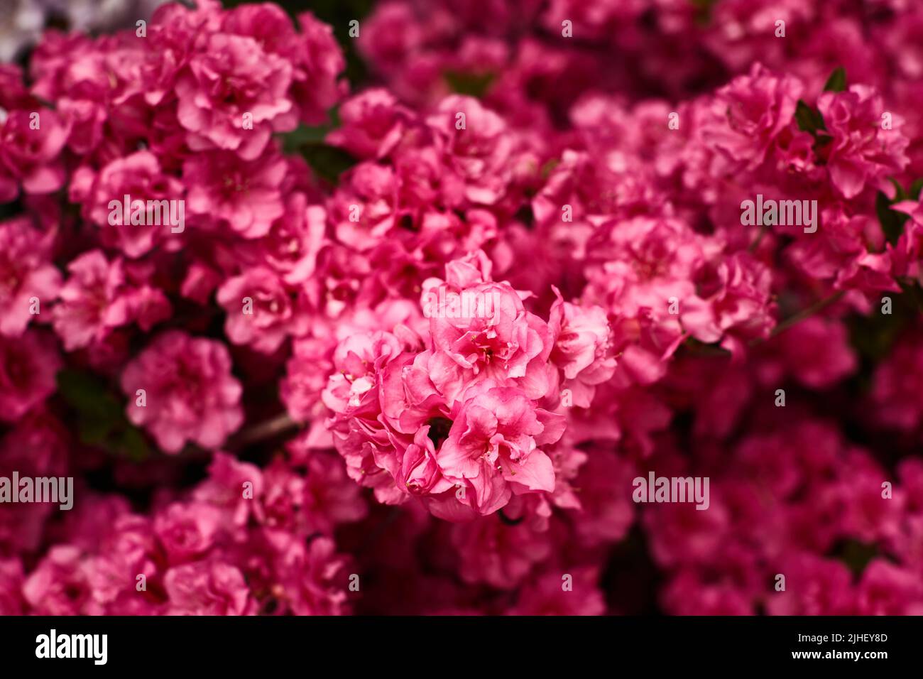 Rododendri rosa in fiore nel giardino. Vista frontale. Foto Stock