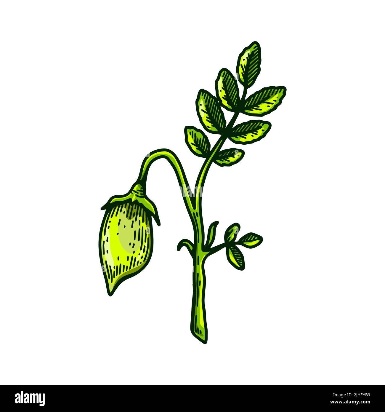 Rametto di ceci disegnati a mano con foglie e cialde. Illustrazione vettoriale botanica colorata nello stile dello schizzo Illustrazione Vettoriale