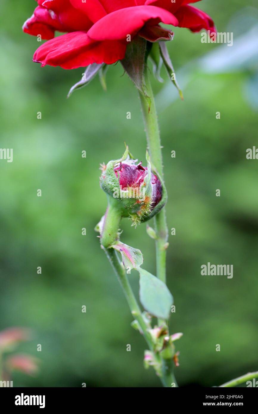 Pin cuscino Gall causato da Gall wasp (Diplolepis rosae) su una rosa ornamentale nel giardino. Foto Stock