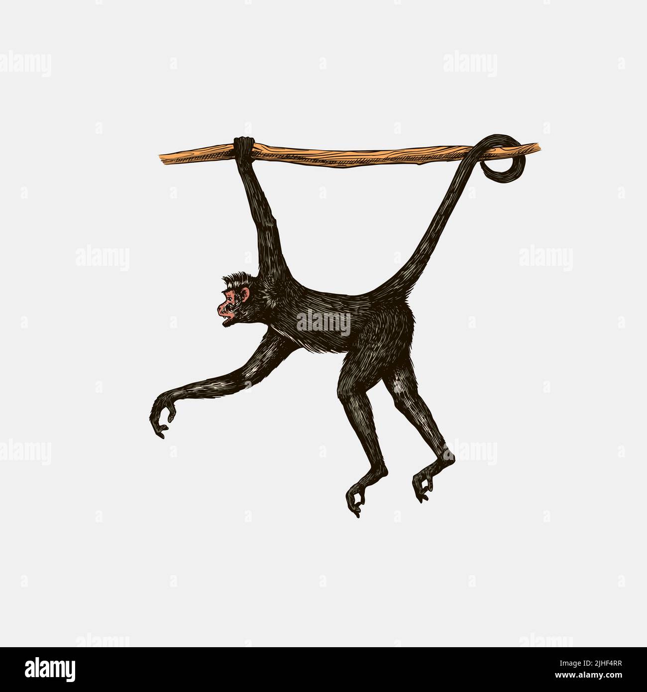Scimmia ragno o muriqui sud appeso su un albero. Disegno inciso a mano in stile legno. Illustrazione vettoriale in stile vintage. Illustrazione Vettoriale