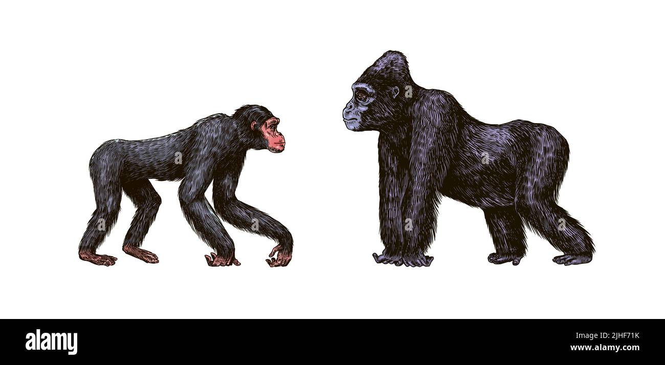 Bonobo o scimpanzee, gorilla occidentale, Orangutan in stile vintage. cappuccino colombiano scimmia Proboscis. Scimmia ragno o muriqui meridionale . Mano Illustrazione Vettoriale